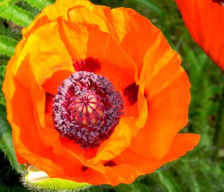 Another Poppy small