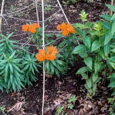 Butterfly Weed bloomed beautifully this year.